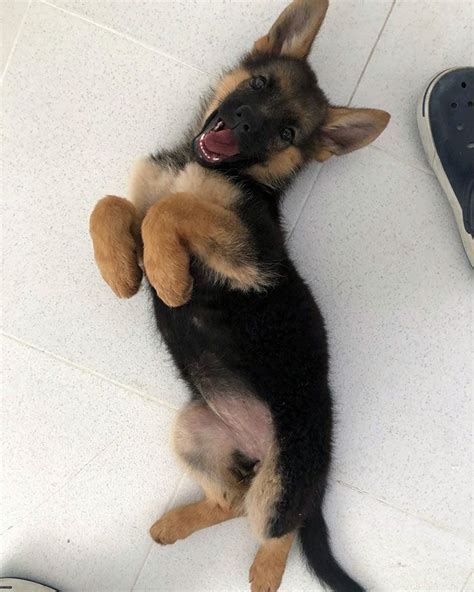 40 Times German Shepherd Puppies Were The Purest Things In The World In
