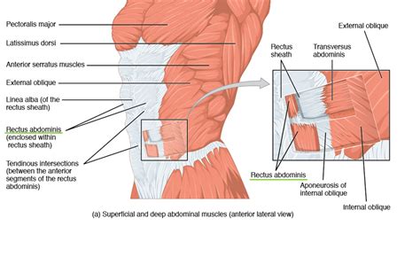 Thoracic And Abdominal Muscles Lecturio Online Medical Library