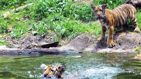Tiger Cubs Debut With A Splash Youtube