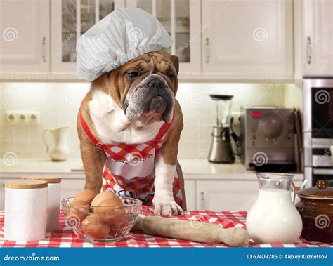 English Bulldog In The Kitchen Stock Image Image Of Breed Carnivore