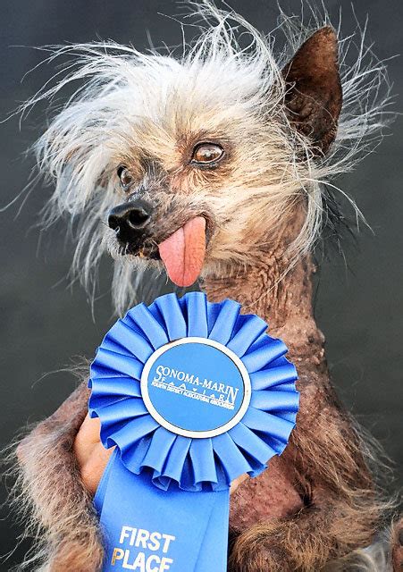Miss Ellie One Of The Worlds Ugliest Dogs Dies At 17