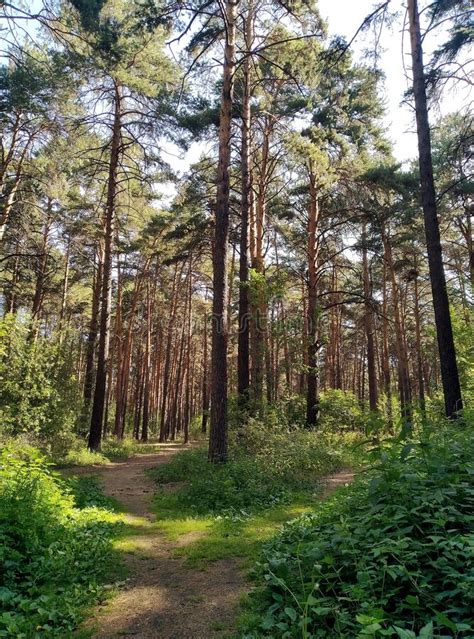 Two Paths In A Beautiful Summer Pine Forest Stock Image Image Of Pine