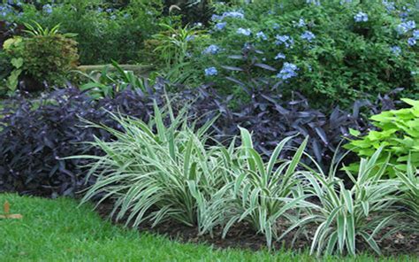 We are fort myers blossom shoppe and gifts and we are a real local florist in north fort myers, fl. FLAX LILY FOR SALE NORTH FORT MYERS