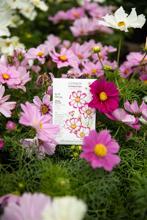 Candystripe Cosmos Seeds Spring Plants Flowers Perennials Nursery