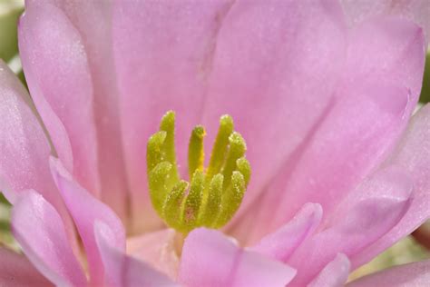 Scarlet Hedgehog Scarlet Hedgehog Cactus Flowers Macro Mike Stoy