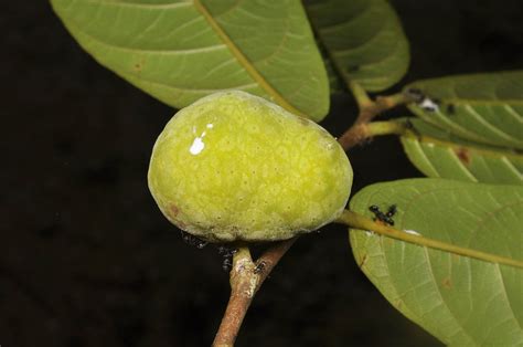 Artocarpus Lamellosus Moraceae