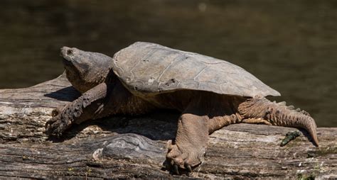 So this is how big this land will be, that's how turtle island was recreated…* The Common Snapping Turtle: Fact and Fiction on This ...