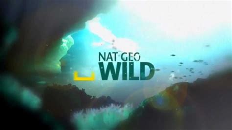 Nat Geo Wild Hd Заставка канала №2 Youtube