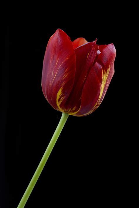 Tulipano rosso | JuzaPhoto