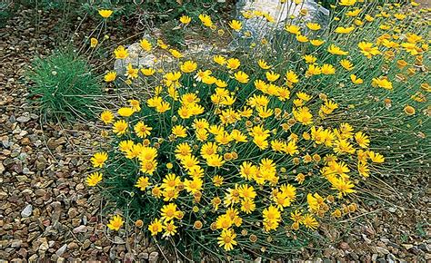 Find the perfect flowering shrub and have it shipped directly to your doorstep from the nursery! Angelita Daisy | Arizona plants, Plants, Backyard plants