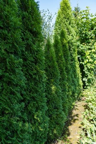 How To Grow Emerald Cedar — Tips For Raising Arborvitae