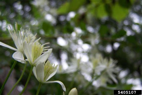 This is unlike the native c. sweet autumn virginsbower, Clematis terniflora ...