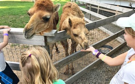 Animal Farms And Petting Zoos 25 Farms For Kids To Visit In West