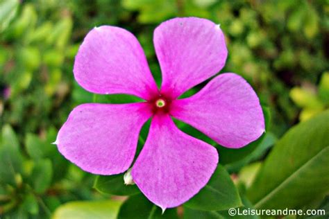 We did not find results for: Purple flowers from Ang Mo Kio Garden West+linky - Leisure ...