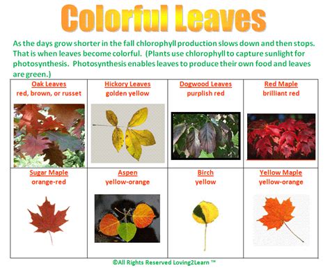 Challenges Charts Science Charts Colorful Leaves