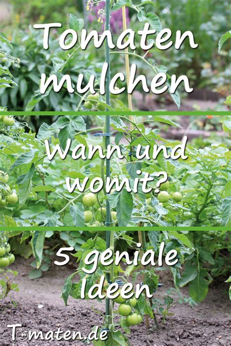 Zum einen kann davon ausgegangen werden, dass eine gut ausgewählte aussaaterde. Pin auf Tomatenanbau
