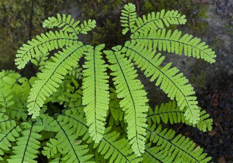 How To Grow And Care For Northern Maidenhair Fern Adiantum Pedatum