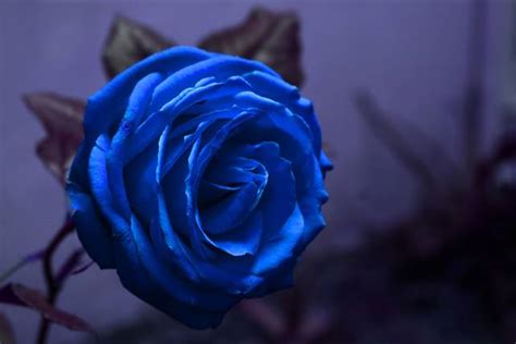 ดอกกุหลาบสีน้ำเงิน รักที่มั่นคงหรือ มันคงเป็นไปไม่ได้ Build Sweet Home