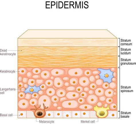 Capas De La Epidermis Clulas Epiteliales Estructura De La Piel De Los