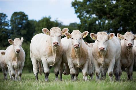 A Selection Of The Charolais Cattle From The Edenhurst Dispersal The