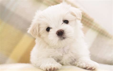 White Fluffy Puppy Mystery Wallpaper