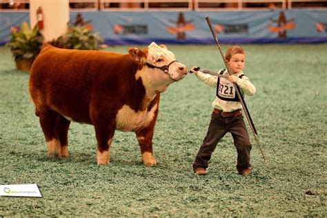 Steak vom rind 40 bilder. Die besten 25+ Mini hereford Ideen auf Pinterest ...