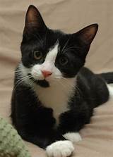 Cloning Cats: Rainbow and CC Prove That Cloning Won't ...