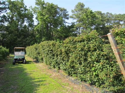 Okay, so you have raspberries, blackberries or other brambles. Team Rubus: Blackberries on a shift trellis