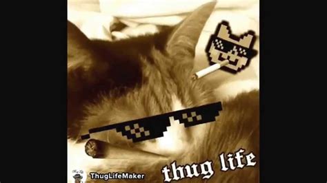 Cat Thug Life Compilation Youtube