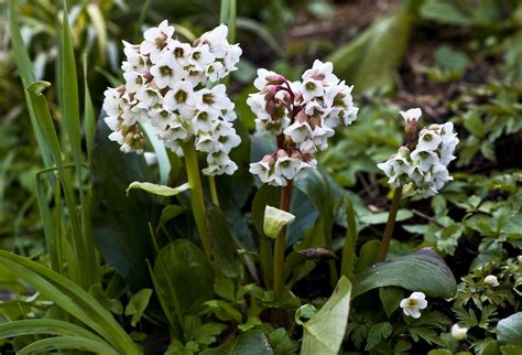 Bergenia Bressingham White Bergenias Are Somewhat Old Fa Flickr