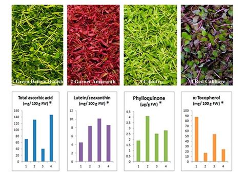How To Grow Nutrient Packed Microgreens At Home Big Picture Health