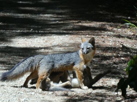 Gray Fox Kits Continue To Be Seen Mendonoma Sightings