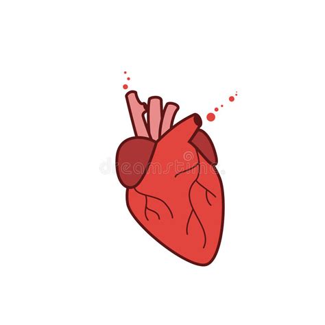 Healthy Realistic Human Heart Vector Illustration Stock