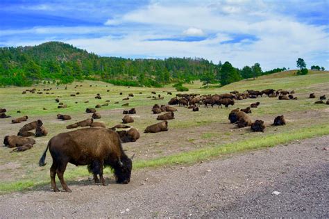 Bisons Resting At The Entry Of Wind Cave National Park Nationalpark