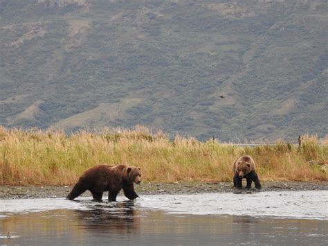 Kodiak Bear Viewing Larsen Bay Lodge