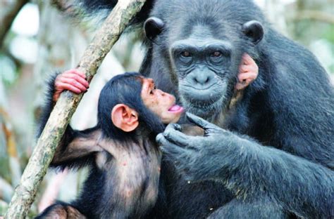 To be or not to be: The question of gender in the animal kingdom