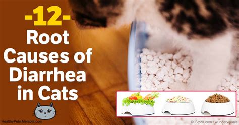 What Causes Diarrhea In Cats What Cause