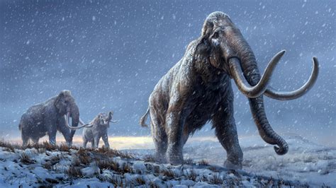 Worlds Oldest Dna 12 Million Years Old Reveals How Mammoths Evolved