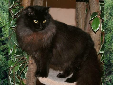 Can Ragdolls Be Black Black Ragdoll Cat Breed Information Cat Queries