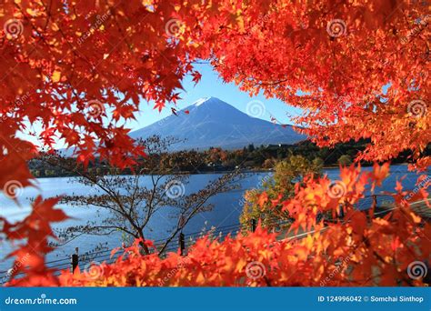 View Of Autumn Foliage With Mount Fuji At Lake Kawaguchi In Yamanashi
