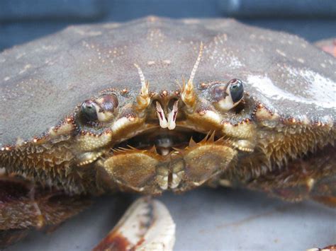 Warning Disturbing Images Crab Disassembly Pictures Of Grody Gooey
