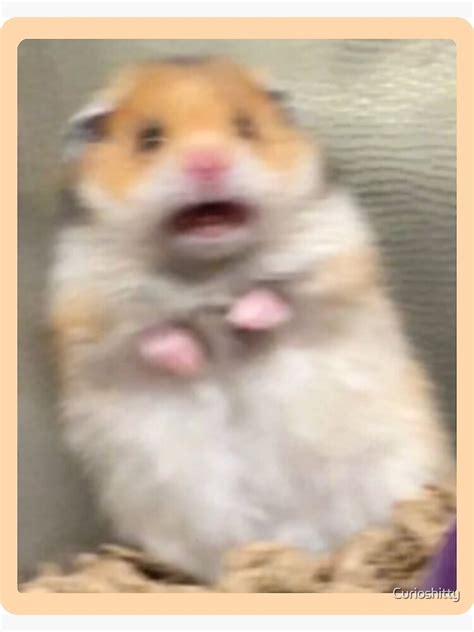 Scared Hamster Poster For Sale By Curioshitty Redbubble
