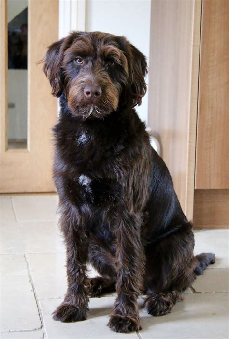The mini labradoodle is a compact version of the energetic, intelligent labradoodle mix. Casper the Miniature Chocolate Labradoodle | Chocolate ...