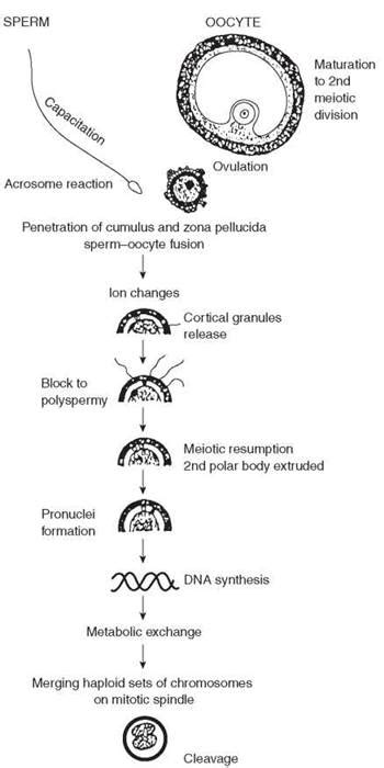 Capacitation Acrosome Reaction And Fertilization Reproductive Physiology Atlas Of Clinical