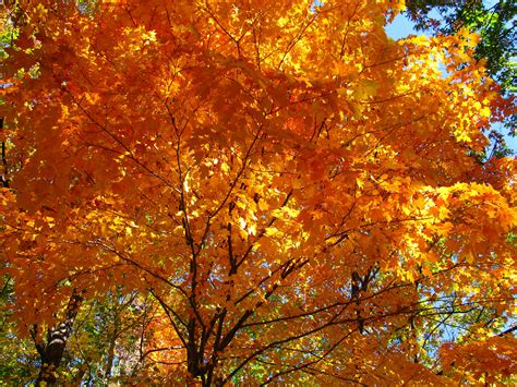 Filefall Orange Maple Tree West Virginia Forestwander