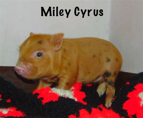 Miley Cyrus Pig Farm Happy Animals Animales Animaux Ser Feliz