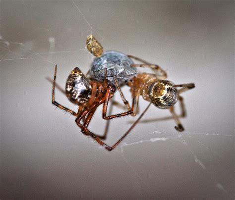 Fileamerican House Spider Parasteatoda Tepidariorum Wikimedia