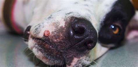 Removal Of Warts On Dogs