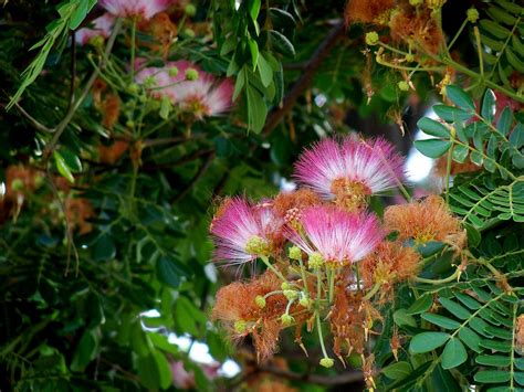 Some medicinal trees and ones i grew from seed i collected locally whose names i don't know. Bangalore Daily Photo: Rain Tree flowering...