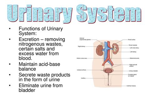 Located retroperitoneally int he pelvis, posterior to the pubic symphysis. PPT - Urinary System PowerPoint Presentation, free ...